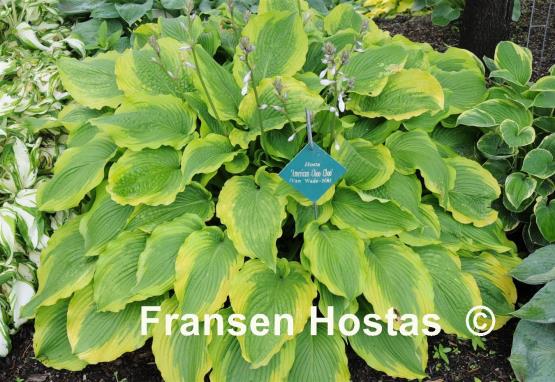 Hosta American Choo Choo